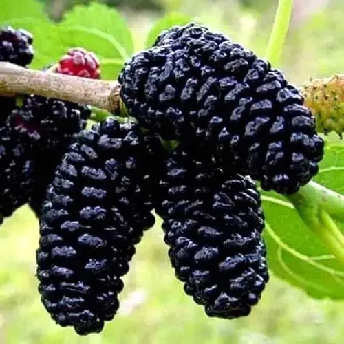 саджанці шовковиці