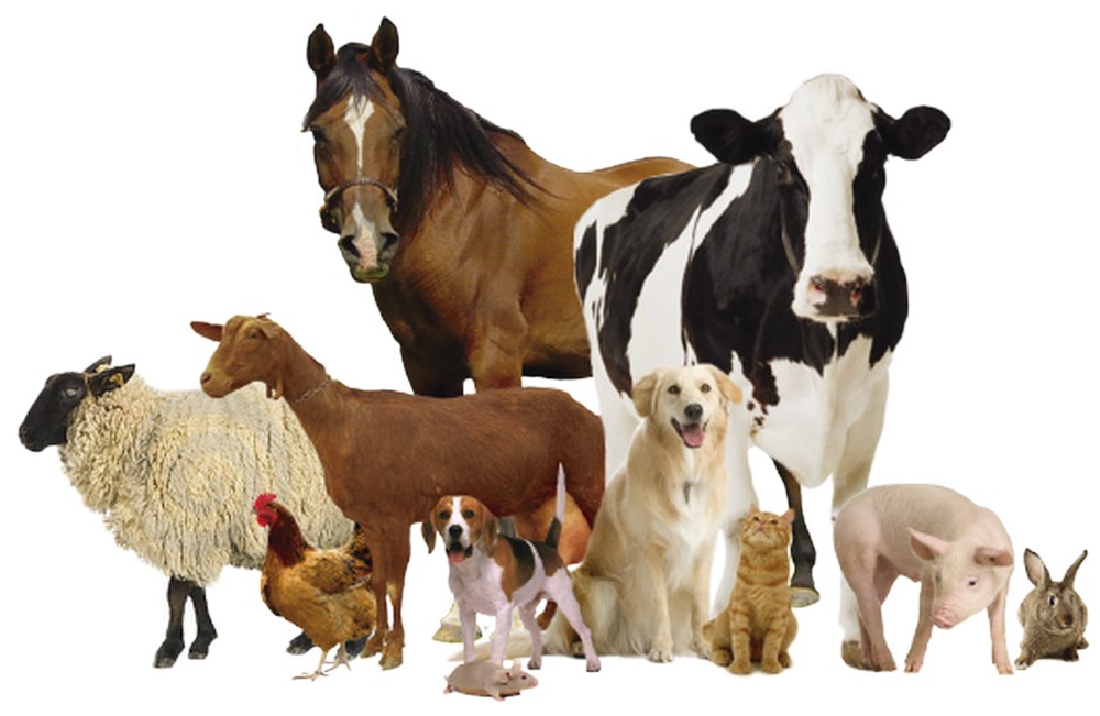 АСД фракция 2 описание