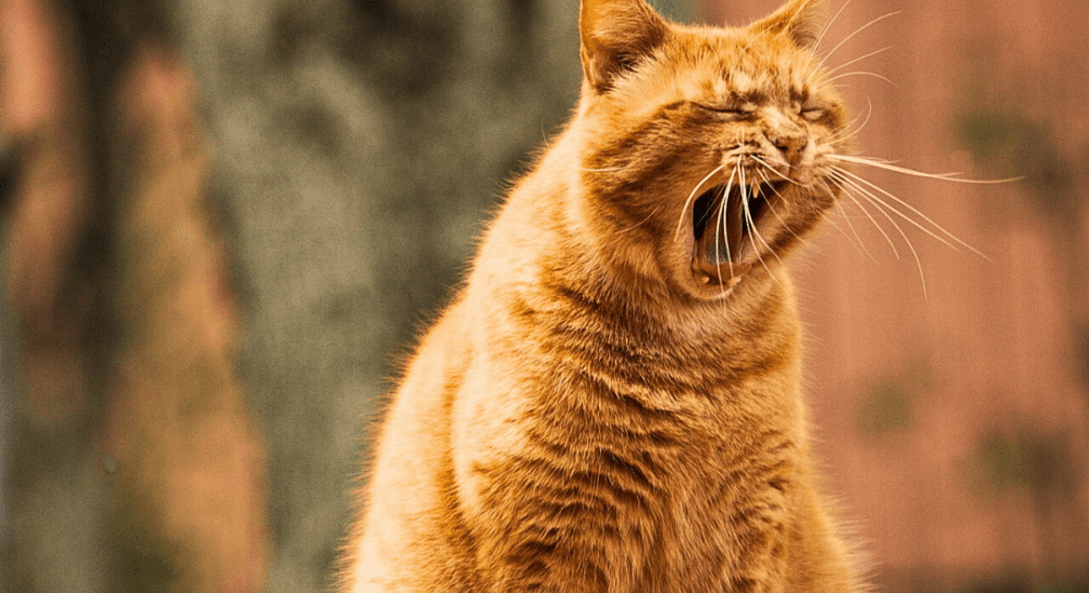 Чому кіт нявкає без причини та що з цим робити